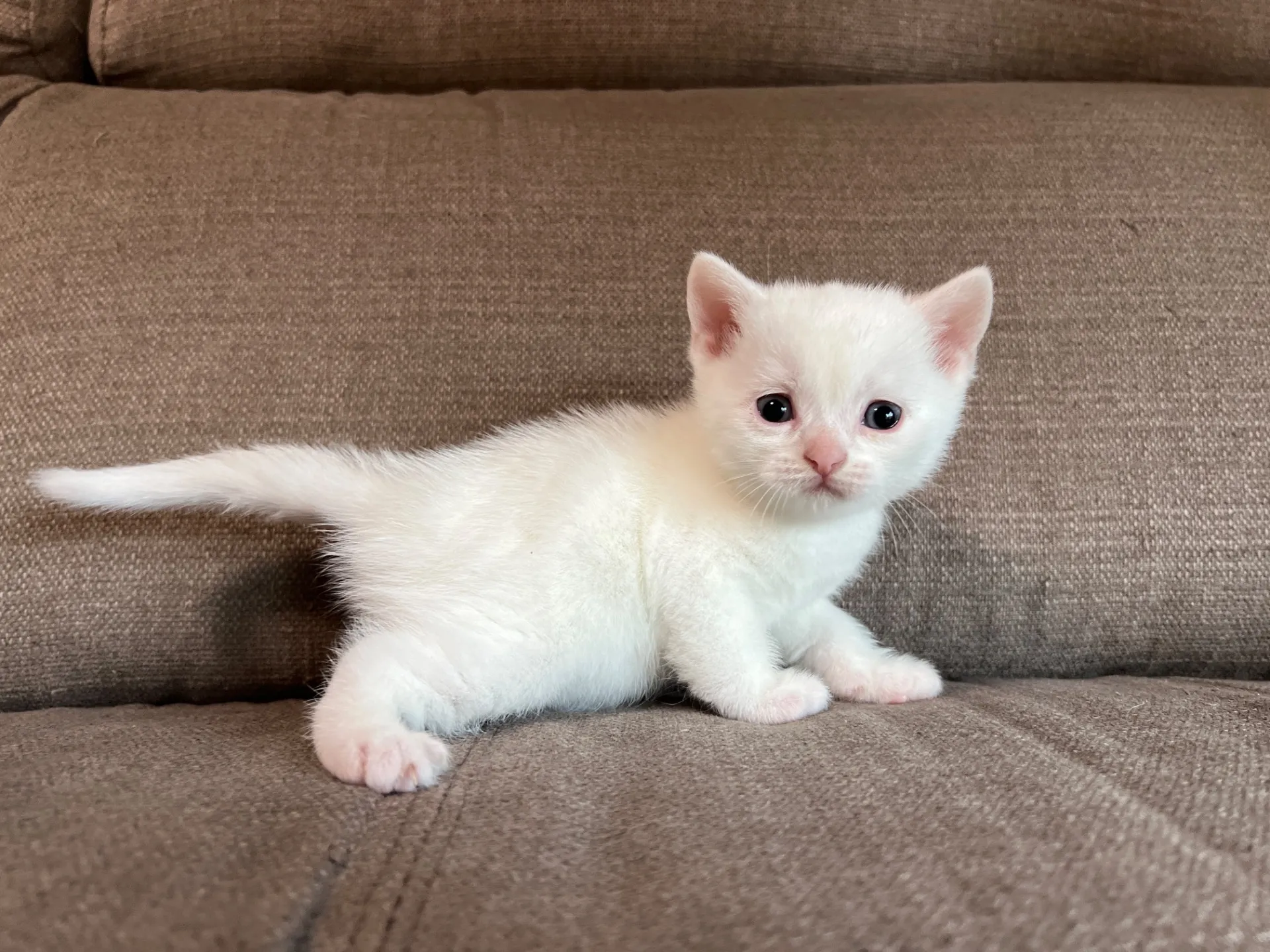 スコティッシュフォールド(2/27)