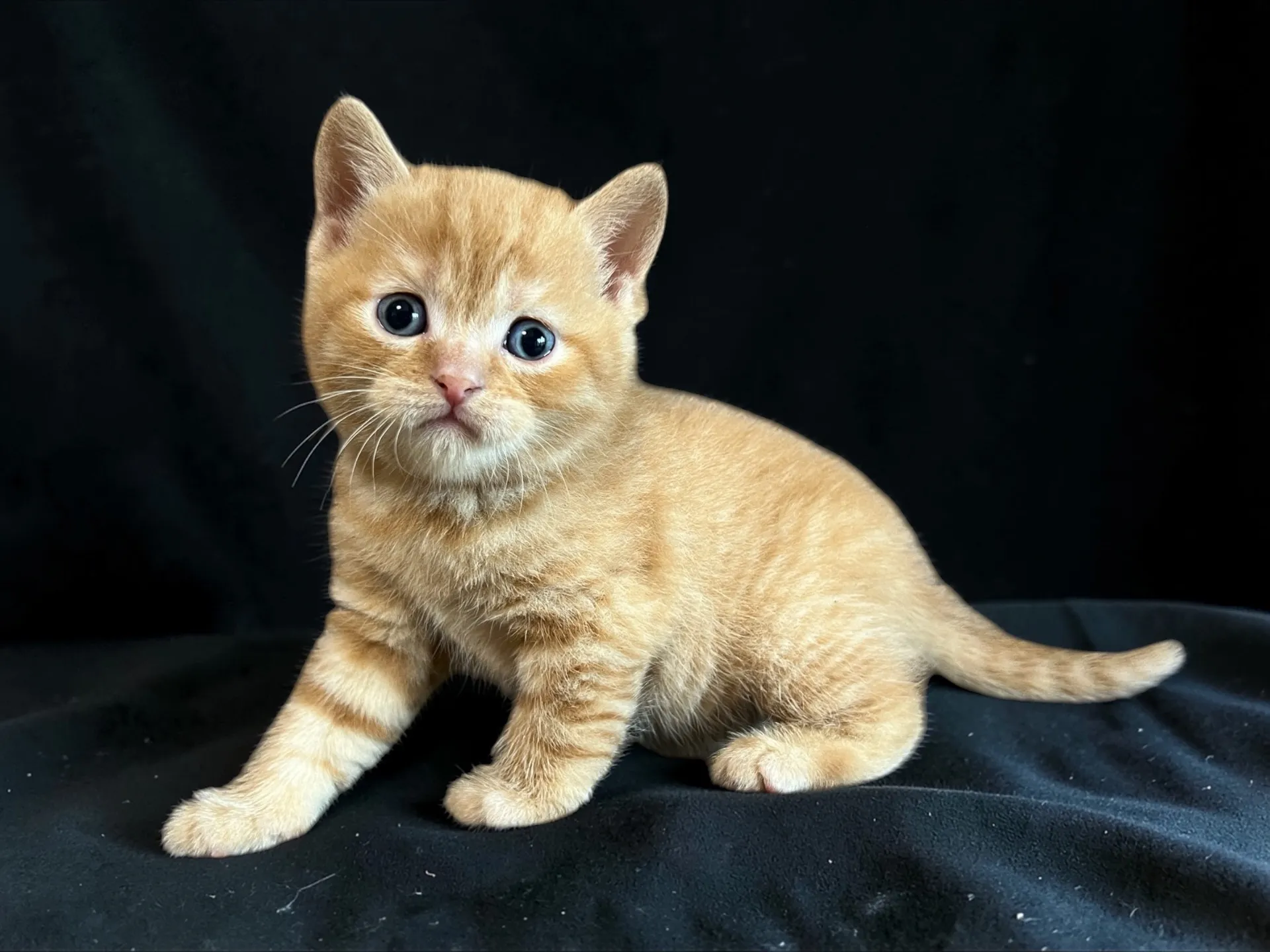 スコティッシュフォールド(2/27)