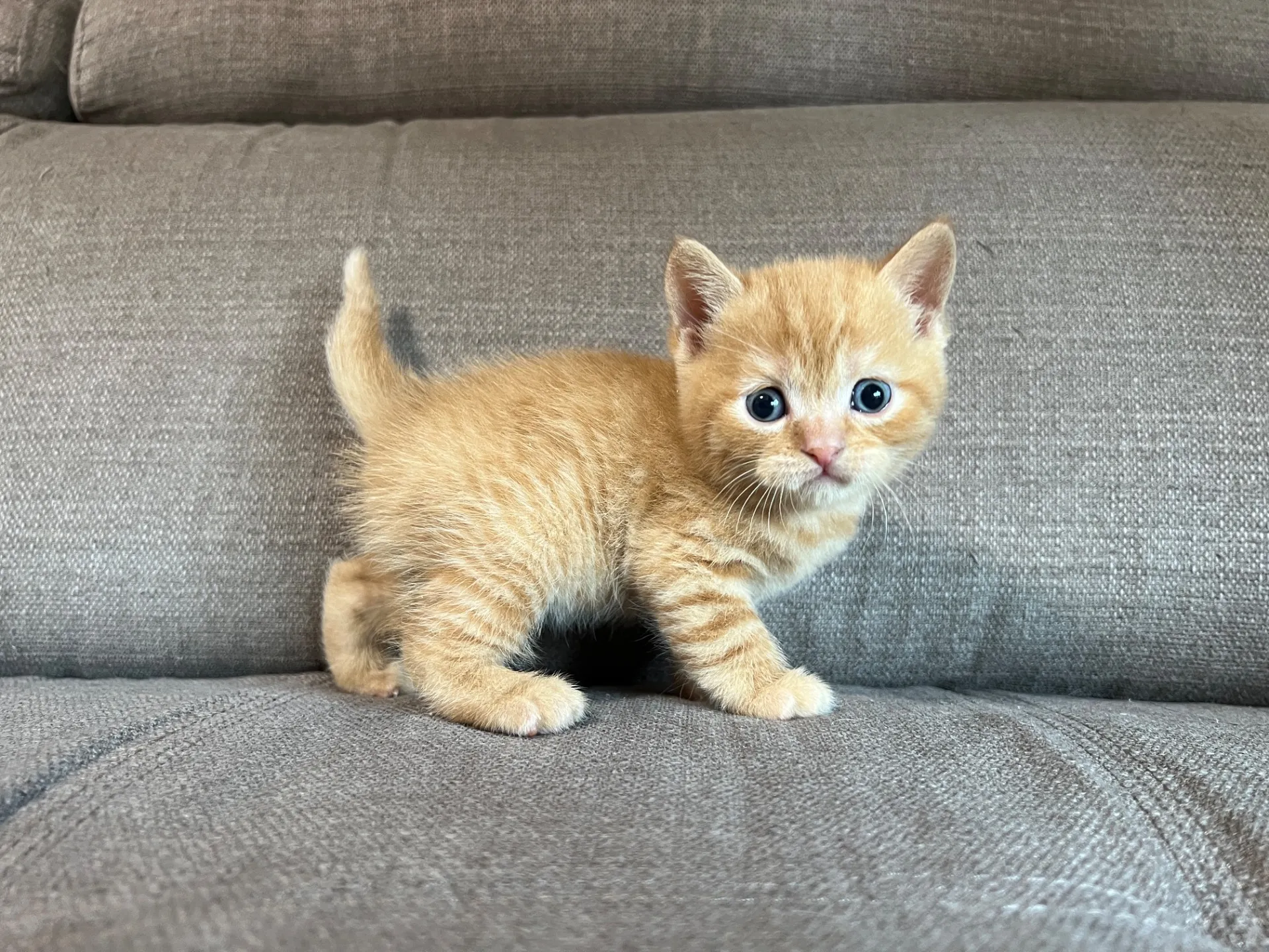 スコティッシュフォールド(2/27)