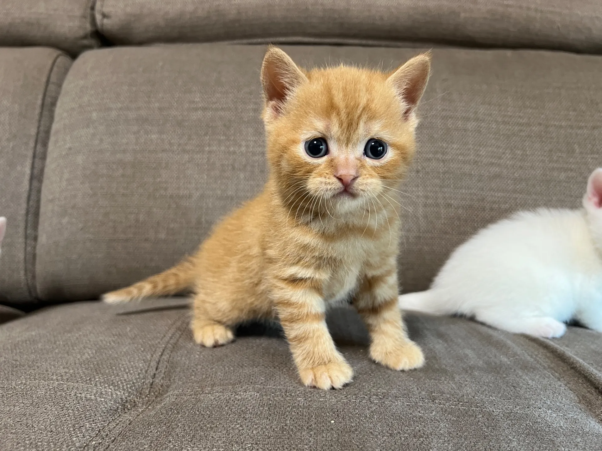 スコティッシュフォールド(2/27)