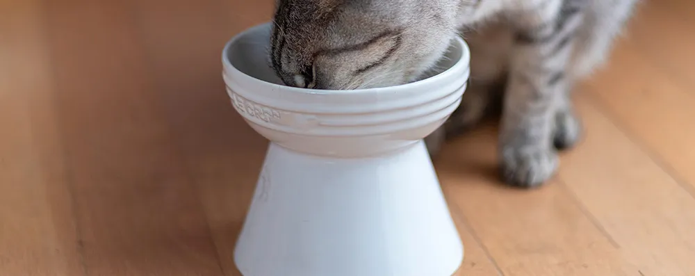 給餌量計算ページ　愛猫用
